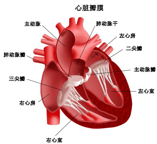 heart valves 心瓣膜 瓣膜位置作用