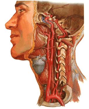 颈总动脉 common carotid artery 分支 internal