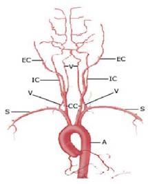 颈外动脉 carotid sinus 颈动脉窦 颈总动脉末端和颈内动脉起始部膨大部分