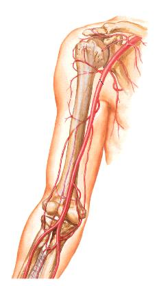 肱动脉 brachial artery pathway 主要分支 : deep