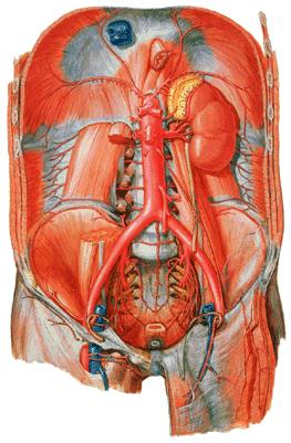 腹主动脉 Abdominal aorta 2 1 3 Parietal branches 壁支 : 1 inferior phrenic a.