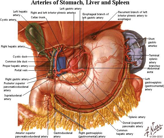 胃左动脉 left gastric a. 肝总动脉 common hepatic a. - 肝固有动脉 proper hepatic a.