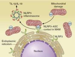 图 3 线粒体相关内质网膜上 NLR 家族热蛋白结构域 3(NLRP3) 炎性小体的激活 MAM 在细胞器通讯 ( 尤其是 ER- 线粒体通讯 ) 中必不可少的多种信号通路中均发挥重要作用 例如,MAM 调节炎症信号和 NLRP3 炎性小体的激活 NLRP3 和凋亡相关斑点样蛋白 (apoptosis associated speck-like protein,asc) 的组装发生在 MAM