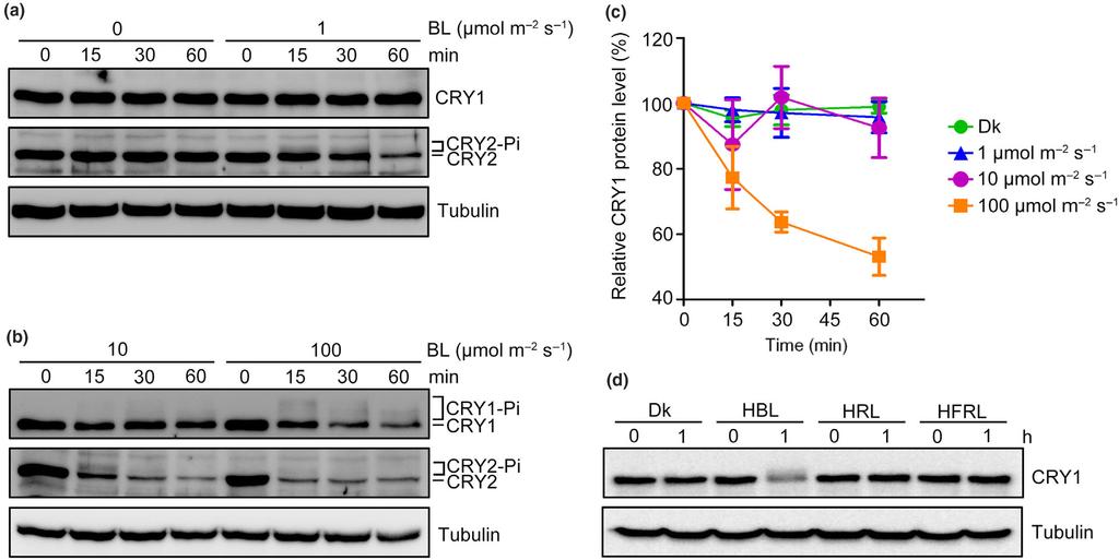 Research 5 Fig. 1 Cryptochrome 1 (CRY1) undergoes degradation in response to high blue light irradiation.