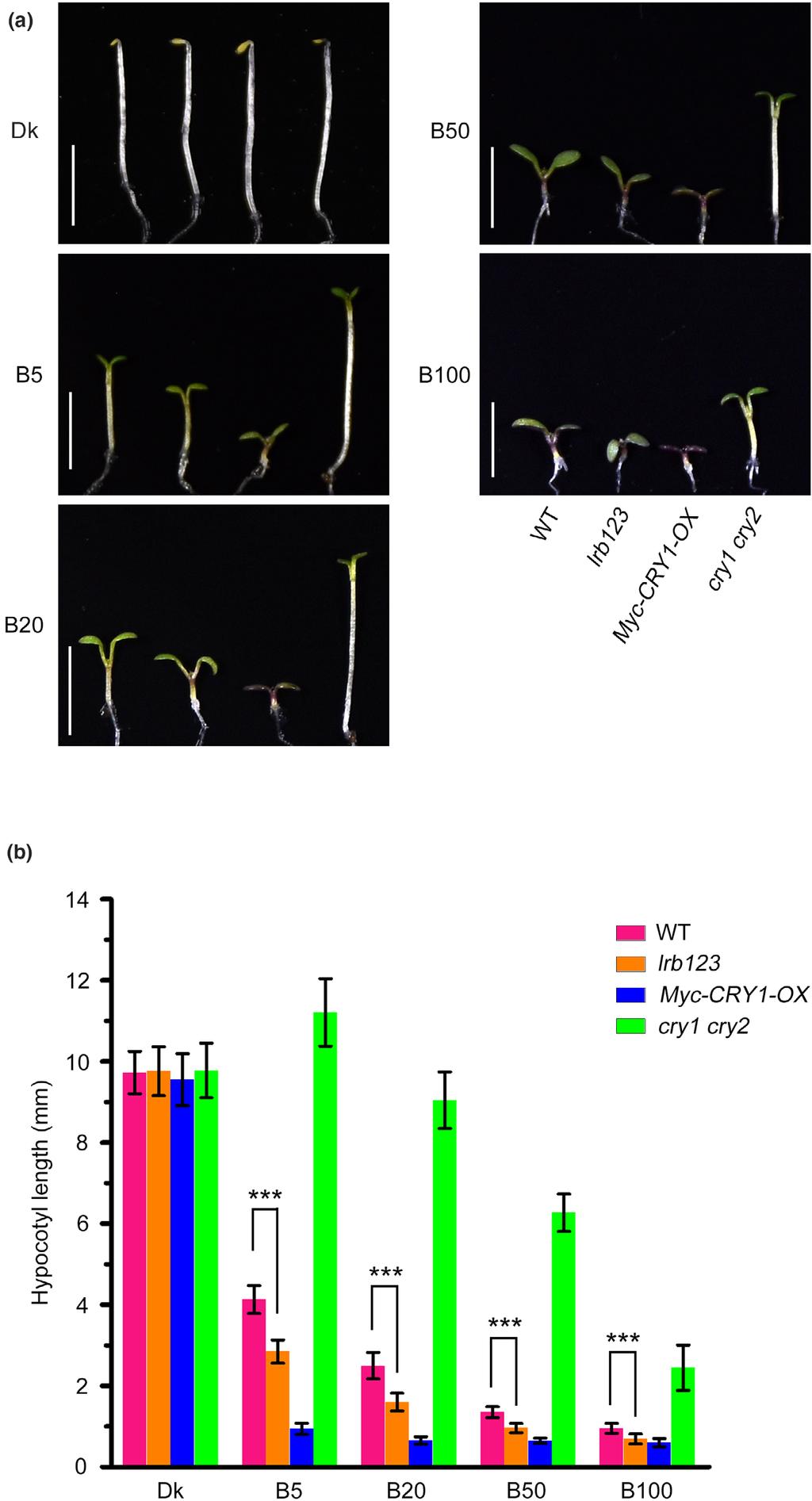 Research 9 Fig. 5 Light-Response Bric-a-Brack/ Tramtrack/Broads (LRBs) promote hypocotyl elongation in blue light.