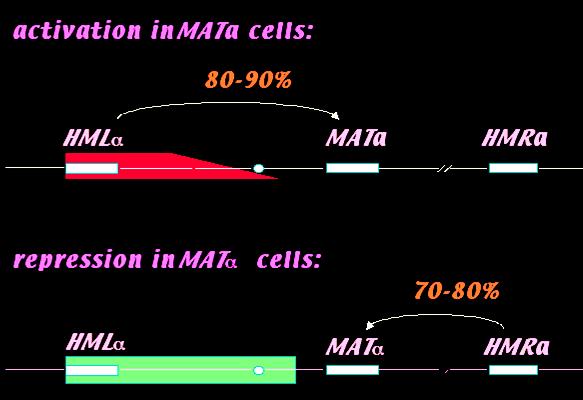 酵母结合型的染色质重排 单倍体细胞, a or