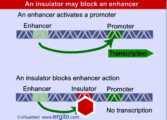 An enhancer activates a promoter in its vicinity, but may