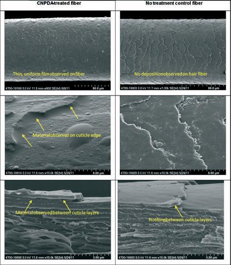 修复毛鳞片 低温扫描电子显微镜图显示 CNPDA 在纤维表面和毛鳞片层间的的沉积 参考 : M.G. Davis, J.H.