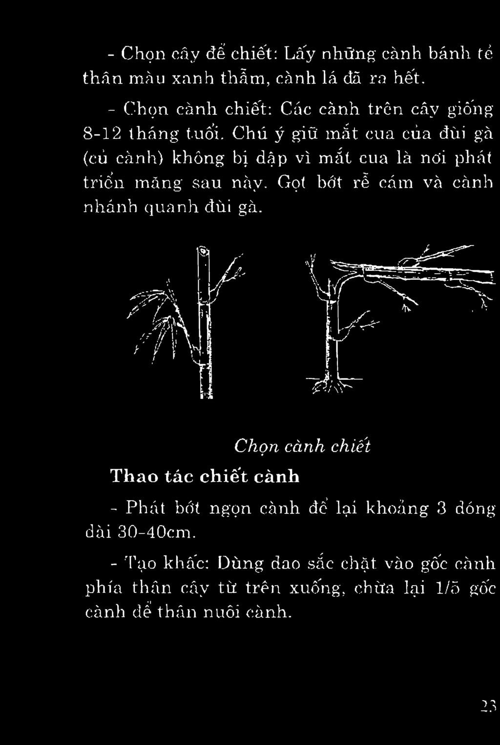 Chu y gifl mat cua cua dtii ga (cu canh) khong bi dap vi mat cua la ncji phat tricn mang sau nav.