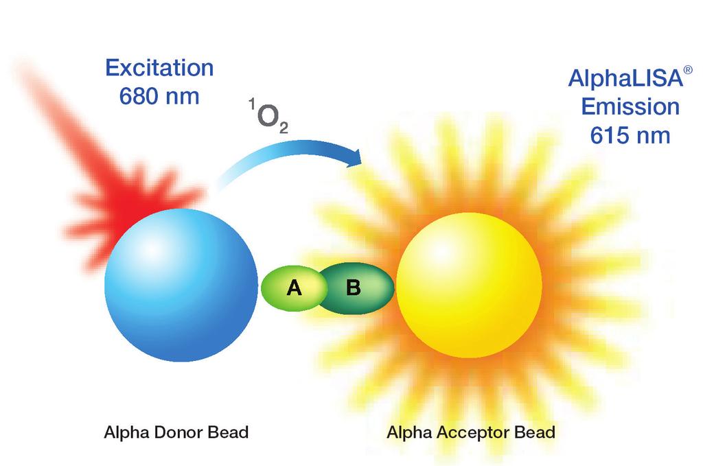 AlphaLISA 技术原理 AlphaLISA 技术主要依赖于 Alpha 供体微珠和受体微珠的相互作用 当生物反应使供体微珠和受体微珠相互接近时, 激光激发级联反应, 从而产生极大放大的信号 具体来说, 在 680nm 的激光照射下, 供体微珠上的光敏剂将周围环境中的氧气转化为更为活跃的单体氧 单体氧扩散至受体微珠, 产生一系列的化学发光反应, 最后将能量传递到铕, 发射波长为 615nm