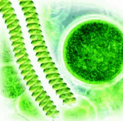 海洋科学 科学家称 : 对抗全球温室气体激增 藻类大有作为 日 期 2008-8-22 / 资料来源 : 中国新闻网 能源需求有如一个无底坑 要如何满足这项需求又不 促使温室气体激增呢 科研人员现在又有一个可能的 答案 那就是藻类 据 新加坡 联合早报 22 日报道 床 把它们吸收的温室气体捕捉住 微藻具有吸收大量二氧化碳的生 另外 如果用生长在户外的微藻来发 成特性
