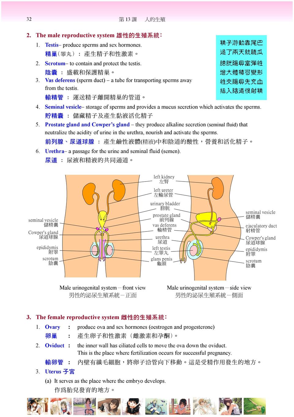 Seminal vesicle storage of sperms and provides a mucus secretion which activates the sperms. 貯 精 囊 : 儲 藏 精 子 及 產 生 黏 液 活 化 精 子 5.