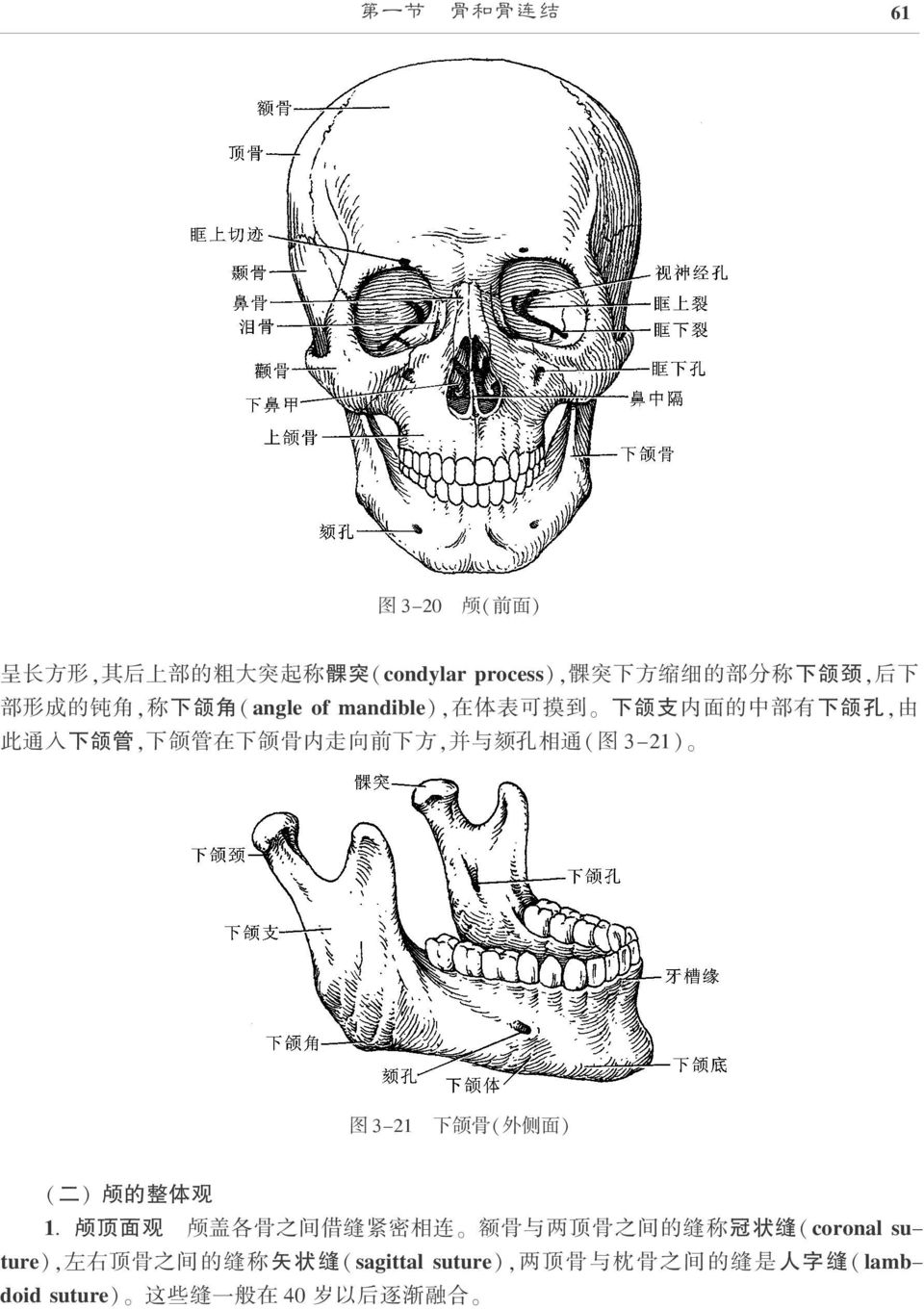 通 ( 图 3-21) 图 3-21 下 颌 骨 ( 外 侧 面 ) ( 二 ) 颅 的 整 体 观 1 畅 颅 顶 面 观 颅 盖 各 骨 之 间 借 缝 紧 密 相 连 额 骨 与 两 顶 骨 之 间 的 缝 称 冠 状 缝 ( coronal