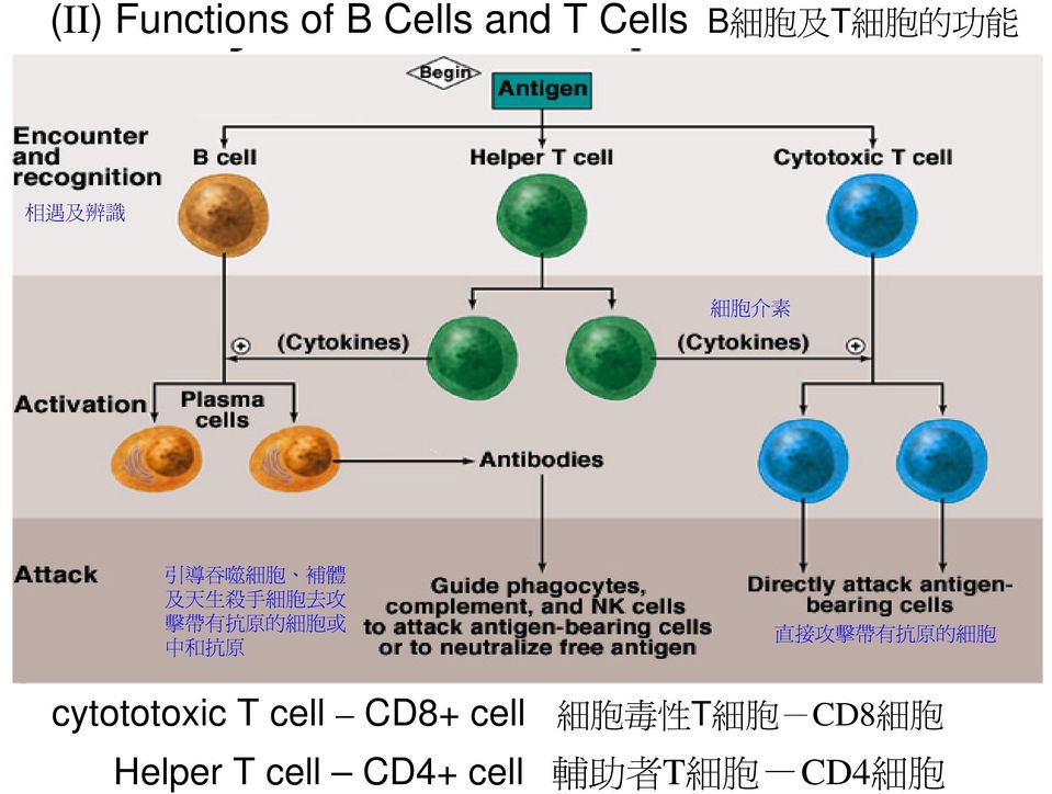 cytototoxic T cell CD8+