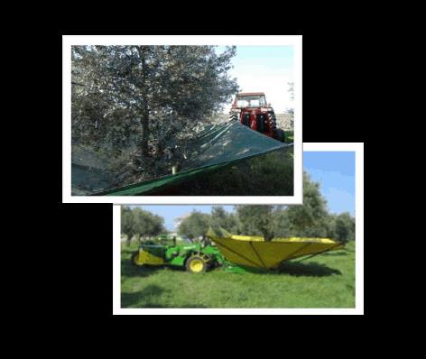 橄 榄 收 成 传 统 的 方 法 水 果 是 手 工 采 收 的 用 篮 网, 农 民 捡 来 落 果 橄 榄 成 熟 的 时 候, 农 民 开 始 采 摘