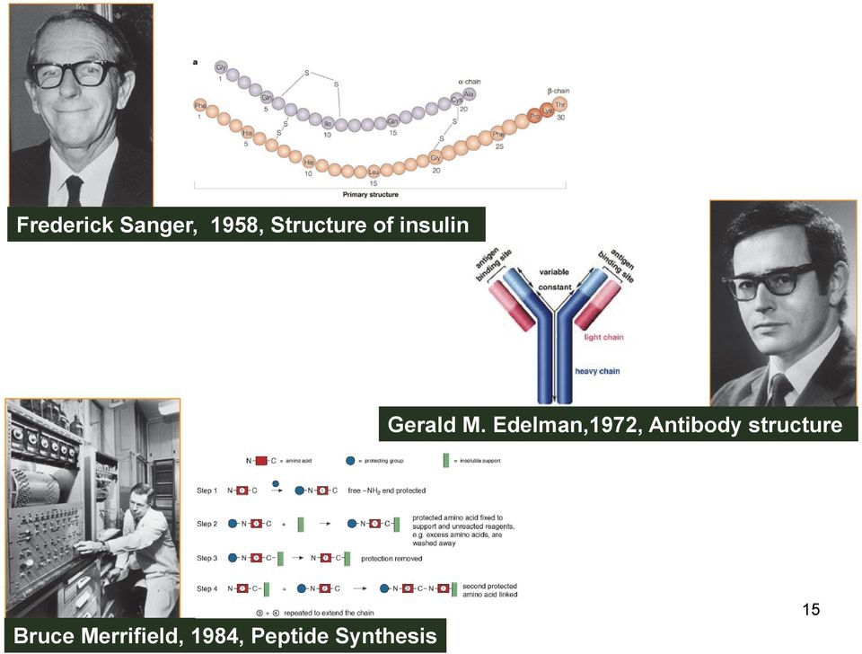 Edelman,1972, Antibody structure