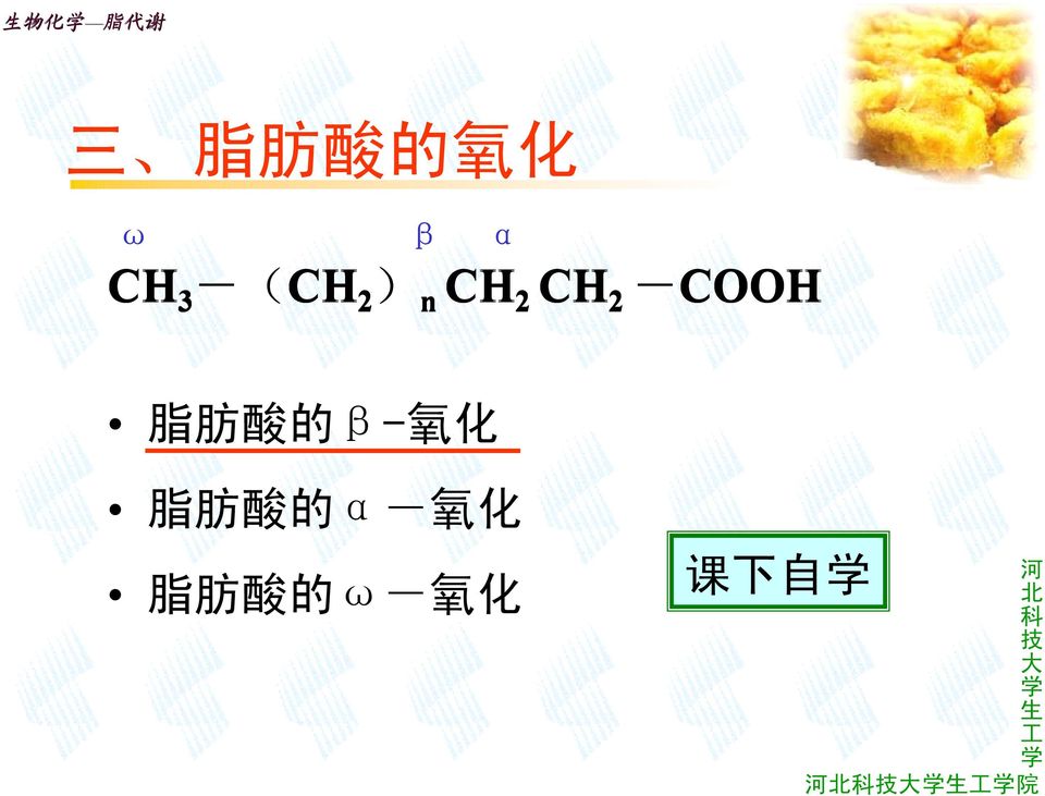 -COOH 脂 肪 酸 的 β- 氧 化 脂 肪 酸 的