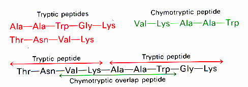 8 重 建 完 整 多 肽 链 的 一 级 结 构 不 同 的 方 法 指 的 是 断 裂 的 专 一 性 不 同, 即 切 口 彼 此 是 错 位 的 因 此 两 套 肽 段 正 好 相 互 跨 过 切 口 而 重 叠, 这 种 跨