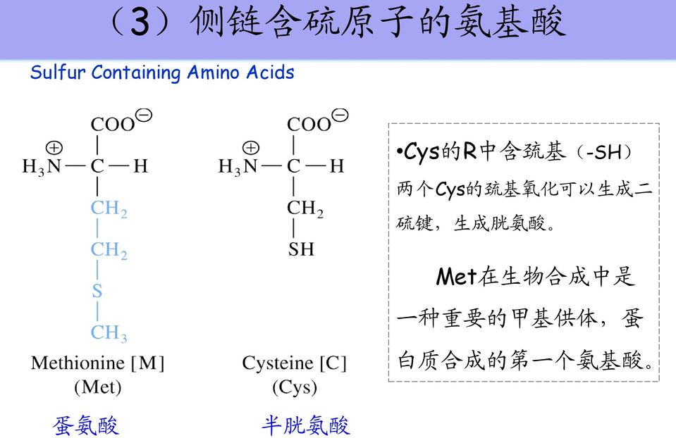 以 生 成 二 硫 键, 生 成 胱 氨 酸 Met 在 生 物 合 成 中 是 一 种 重 要