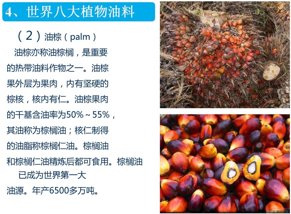 50%~55%, 其 油 称 为 棕 榈 油 ; 核 仁 制 得 的 油 脂 称 棕 榈 仁 油 棕 榈 油 和 棕