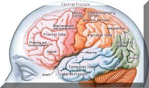 锥体系 皮质脊髓束 皮质脑干束 锥体外系 皮质 - 脑桥 -