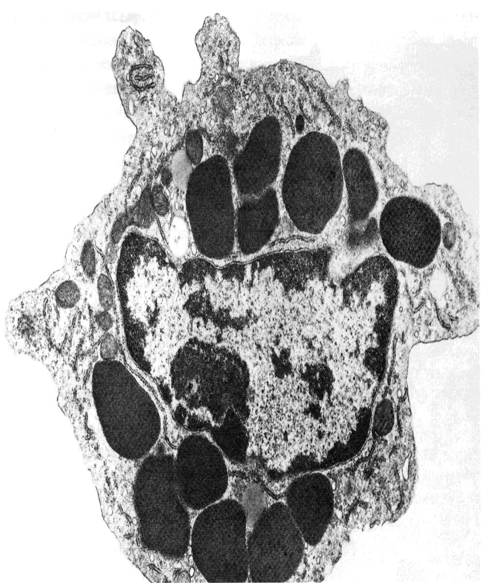 嗜碱性粒细胞 Basophilic granulocyte 电镜下, 颗粒大小不等, 分布不均, 功能活跃的膜被嗜碱颗粒内含有细小微粒, 呈均匀状 点阵状或指纹状分布,
