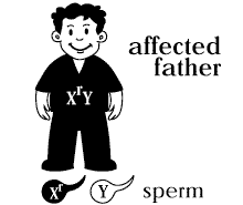 XR carrier mother of mutant gene X r = recessive mutant gene X or Y = wild-type gene eggs affected father sperms affected