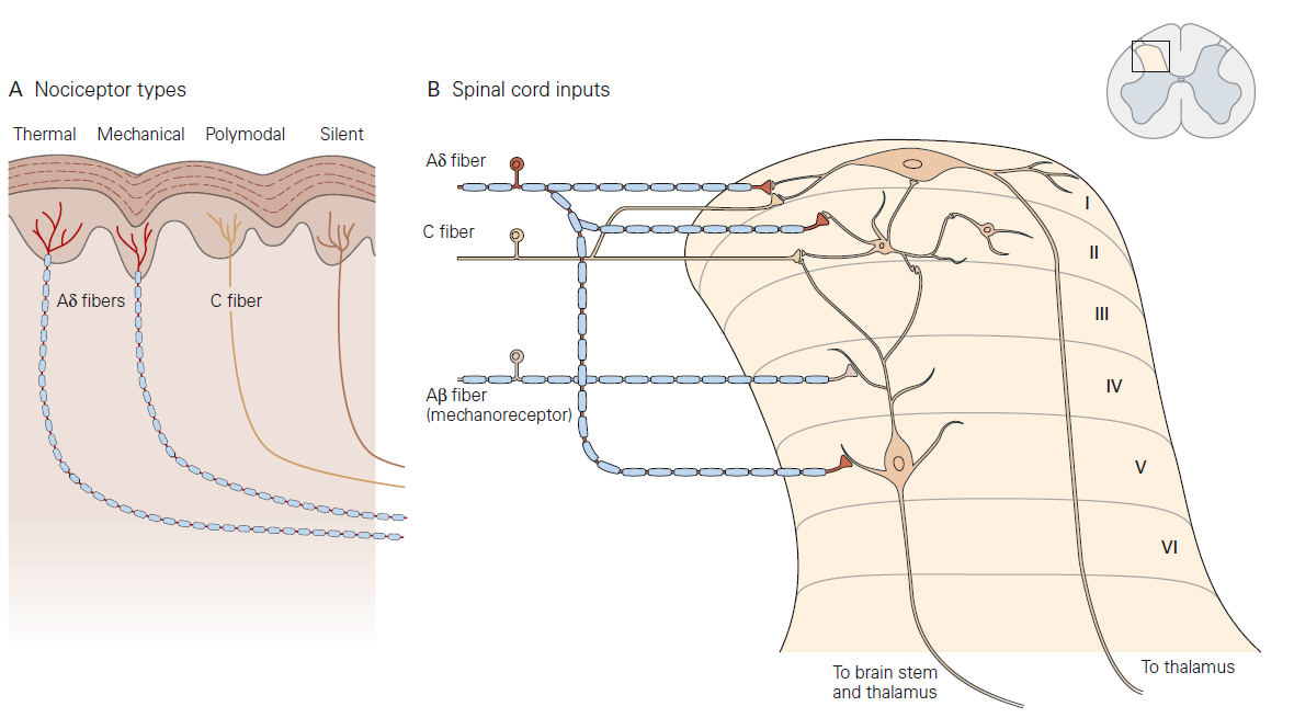 4.15 痛觉感受器在脊髓背根支配 脊髓背角第 I II 层神经元接受 Aδ 和 C 神经纤维支配, 向丘脑投射 Aβ 纤维 ( 机械感受器 ) 通过第 V