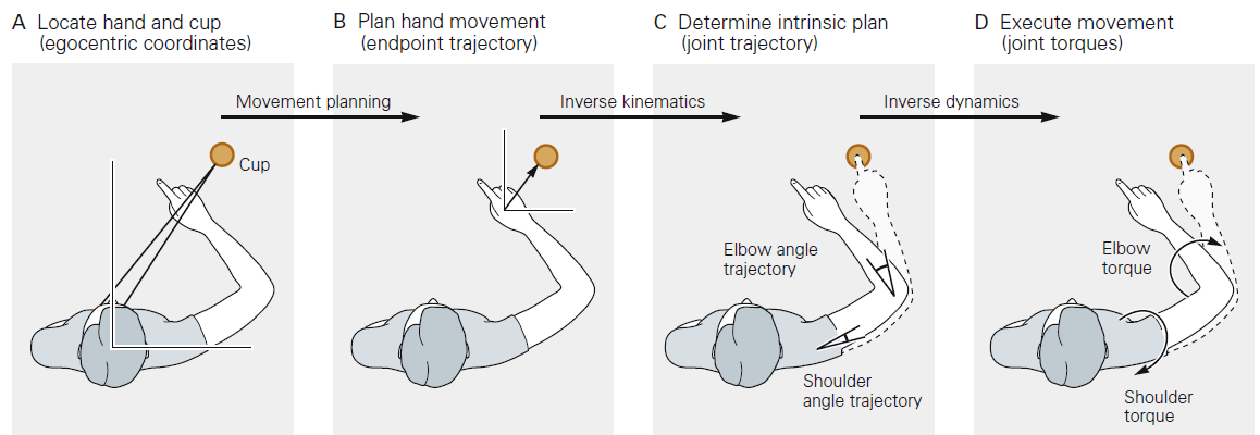5.2 感觉 - 运动协调性和特定运动的执行 确定物体和手的相对身体位置 ( 视觉输入 ) 计算手运动的方位和距离 根据肌肉动力学确定关节移动轨迹 根据肌肉和关节力量确定目标转矩