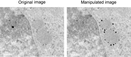 Micrographs Manipulation Rossner