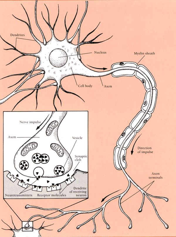 Synaptic Transmission ( 经典的突触传递 ) Synapse 最初是指细胞与细胞之间相接处并传递信息的部位 因此, 广义的突触也包括了神经 - 肌接头 1 含义 : 具体到神经系统,
