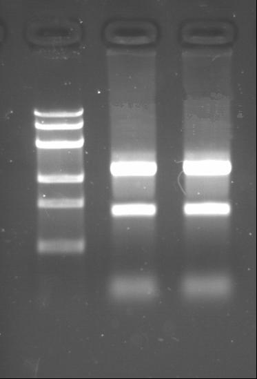 M 1 2 凝胶电泳检验 Genomic DNA 28s RNA