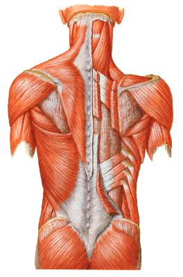 Levator scapulae 肩胛提肌 4. Rhomboideus 菱形肌 5.
