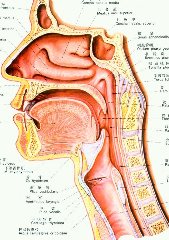 inferiorly laterally ---aperture of larynx( 喉口 )---laryngeal