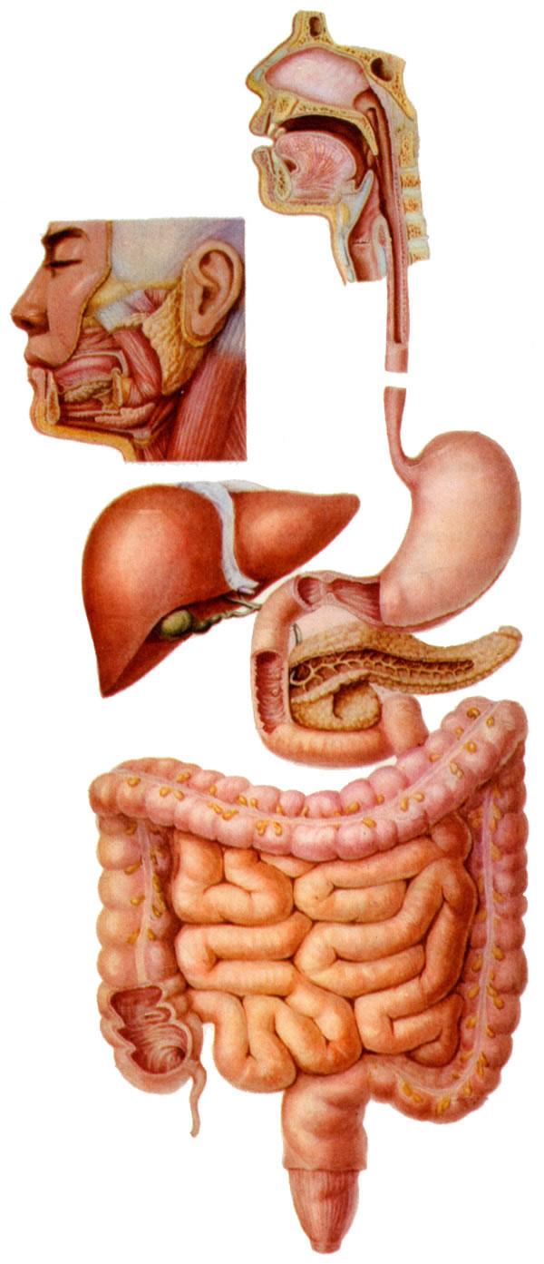 Alimentary canal mouth 口腔 pharynx 咽 esophagus 食管 stomach 胃 small intestines 小肠 duodenum 十二指肠