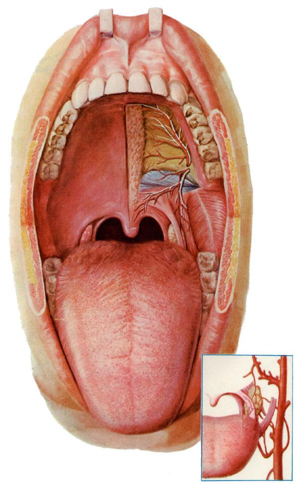 Ⅰ.The Mouth ( 口腔 ): 2 parts: oral vestibular, oral cavity proper Walls: oral lips, cheeks, palate,