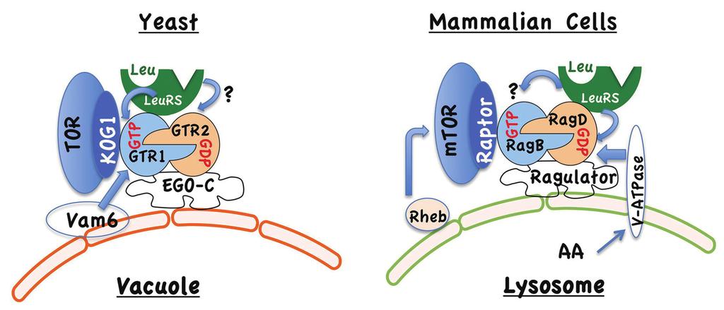 第 6 期谭敏, 等 : 亮氨酰 -trna 合成酶通过细胞内的亮氨酸调节雷帕霉素受体复合物 (TORC1) 活性的新功能 515 活化的 Nva, 从而保证催化反应的专一性 Nva 同样也可以使 LeuRS Cdc60 与 Gtr1 结合变弱, 降低 TORC1 活力 LeuRS 通过具有第一种构象的 CP1 与 Gtr1 相互作用,CP1 中的 Ser414 是 LeuRS Cdc60 与