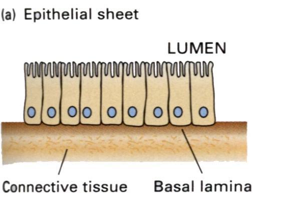 LN 是基膜中特有的黏附蛋白
