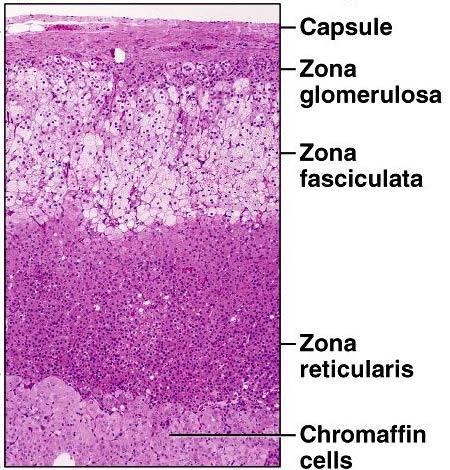 Medulla: chromaffin cells +
