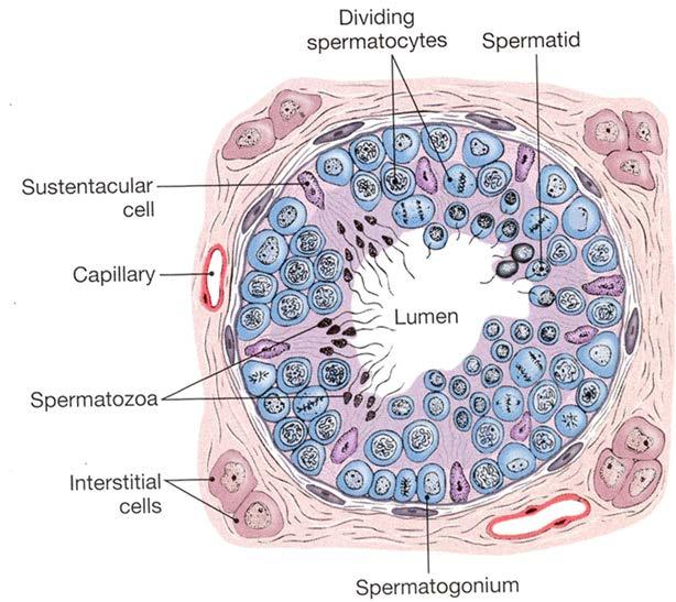 睾丸间质细胞