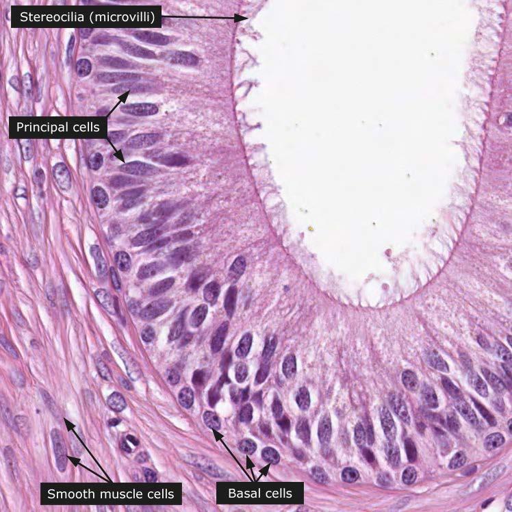 The ductus epididymidis is a single highly