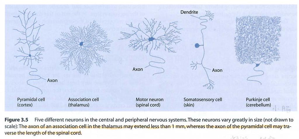 Different Neurons in Nervous System Glia in