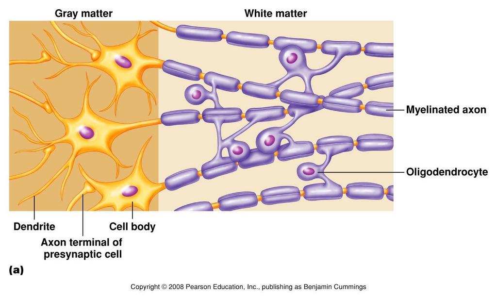 Gray Matter and White Matter Gray = cell bodies 細胞本體, dendrites 樹突, axon terminals 軸突末梢 灰質約佔中樞的 40%, 是中樞突觸訊息傳遞及神經整合的地方 White = axons 軸突 白質約佔中樞的 60%, 是訊息快速傳遞的地方 有髓鞘的軸突 在大腦, 大部分的灰質位於外層, 白質位於內層 在脊髓則相反,