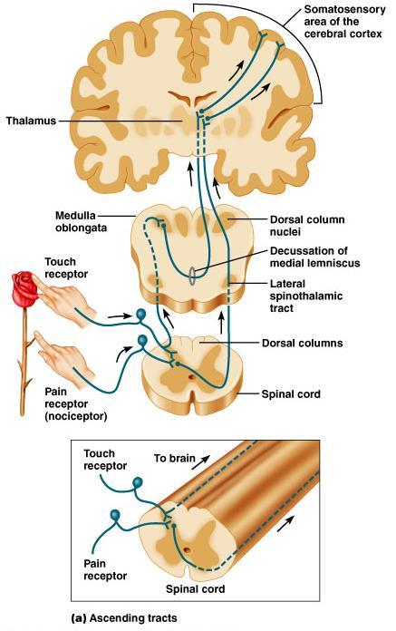 Ascending Tracts Figure 9.10 Pathway of selected ascending and descending tracts. (a) The dorsal column and lateral spinothalamic tracts.