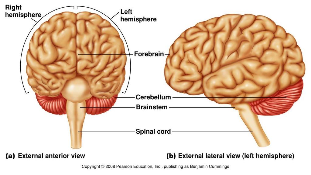External View of Divisions of the Brain Figure 9.11 The brain.