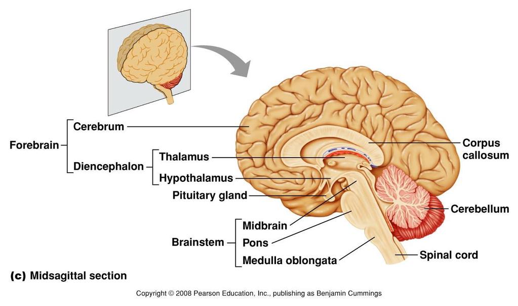 Internal View of Divisions of the Brain Figure 9.11 The brain.