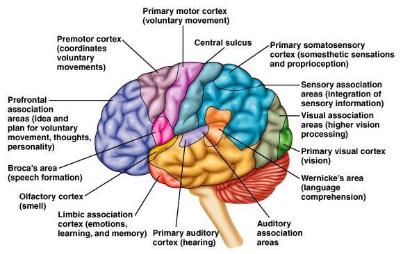 Functional Areas of the Cerebrum Copyright 2008 Pearson Education, Inc., publishing as Benjamin Cummings. Figure 9.
