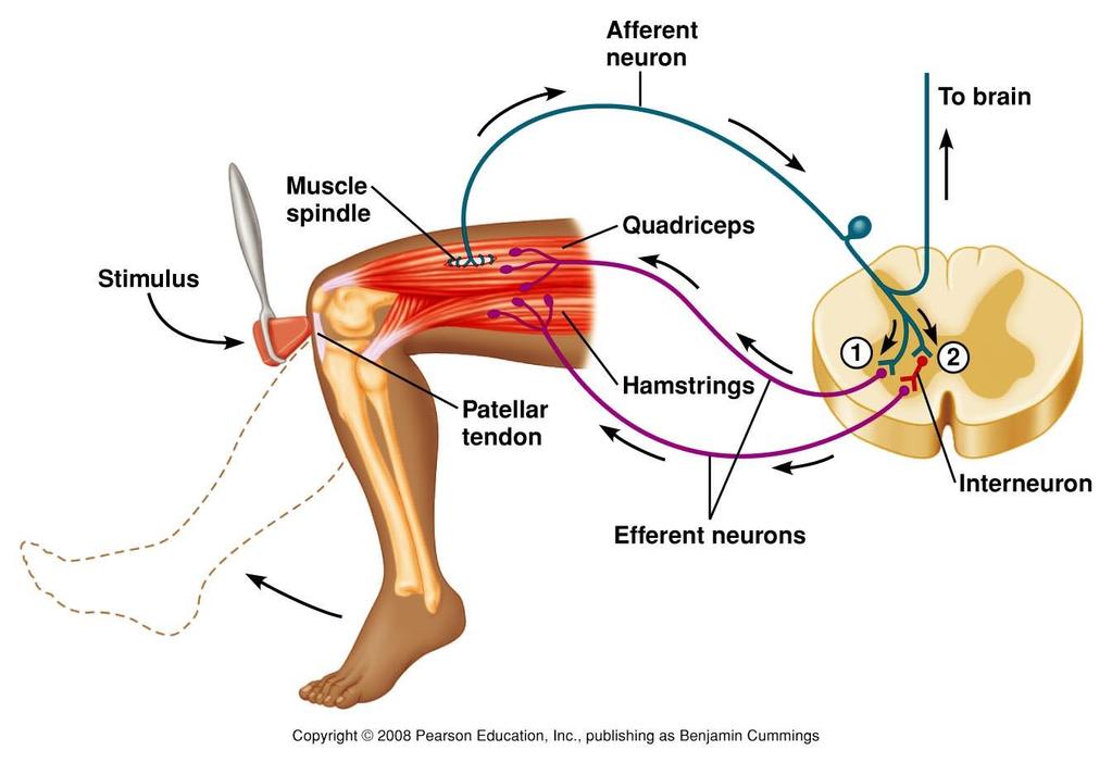 Stretch Reflex Figure 9.19 The muscle spindle stretch reflex.