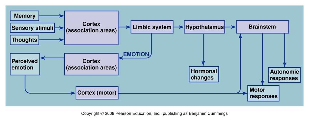 VIII. Integrated CNS Functions: Emotions & Motivation P247 Figure 9.27 The CNS structures.