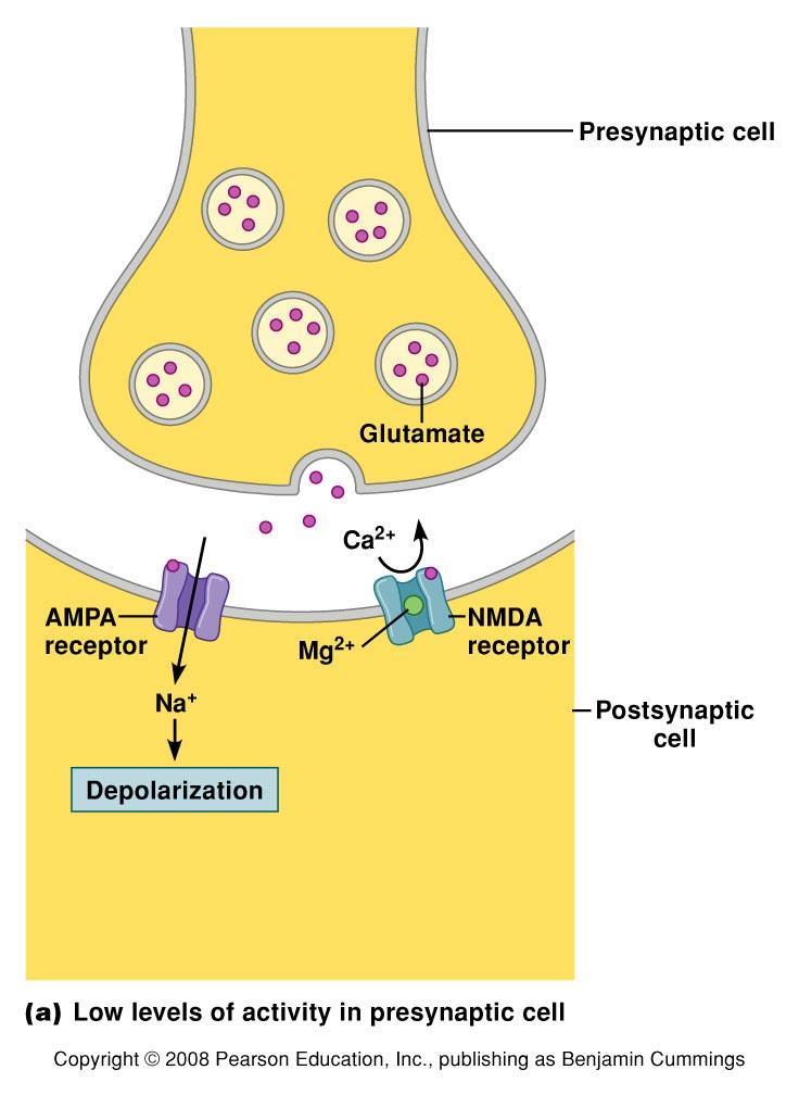 Long-Term Potentiation Figure 9.28 A mechanism of longterm potentiation. Repetitive stimulation of a synapse increases the likelihood that synaptic input will produce an action potential.